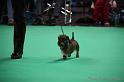 Crufts2011_2 1353